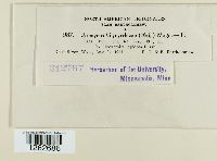 Uromyces glycyrrhizae image