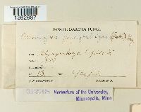 Uromyces glycyrrhizae image