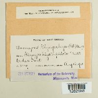 Uromyces glycyrrhizae image