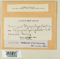 Uromyces glycyrrhizae image