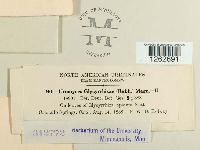 Uromyces glycyrrhizae image