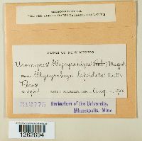 Uromyces glycyrrhizae image