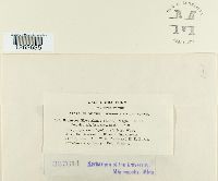 Uromyces glycyrrhizae image