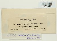 Uromyces glycyrrhizae image