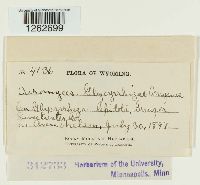 Uromyces glycyrrhizae image