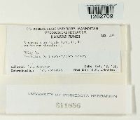 Uromyces graminicola image