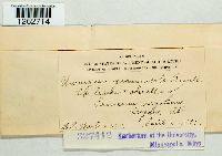 Uromyces graminicola image