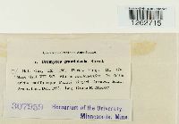 Uromyces graminicola image