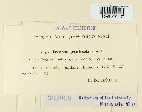 Uromyces graminicola image