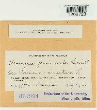 Uromyces graminicola image