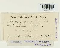 Uromyces graminicola image