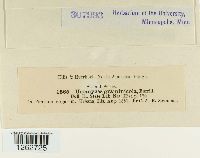 Uromyces graminicola image