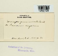 Uromyces graminicola image