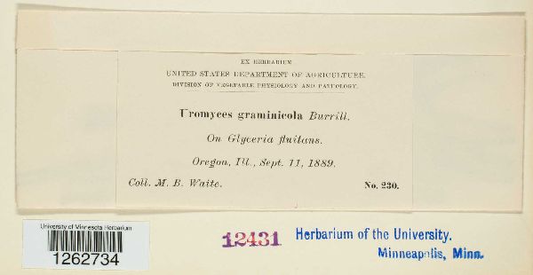 Uromyces graminicola image