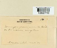 Uromyces graminicola image