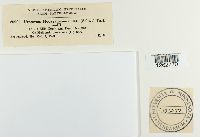 Uromyces hedysari-paniculati image