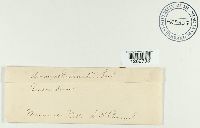 Uromyces hedysari-paniculati image