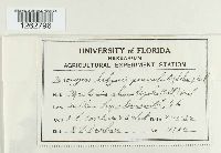 Uromyces hedysari-paniculati image