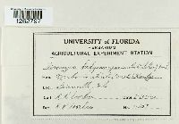 Uromyces hedysari-paniculati image