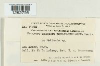 Uromyces hedysari-paniculati image