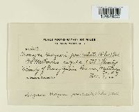 Uromyces hedysari-paniculati image