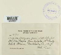 Uromyces hedysari-paniculati image