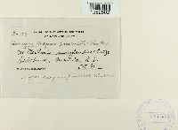 Uromyces hedysari-paniculati image