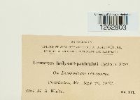 Uromyces hedysari-paniculati image