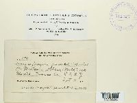 Uromyces hedysari-paniculati image