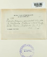 Uromyces hedysari-paniculati image