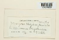 Uromyces hedysari-paniculati image