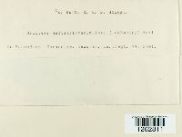 Uromyces hedysari-paniculati image