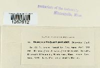 Uromyces hedysari-paniculati image