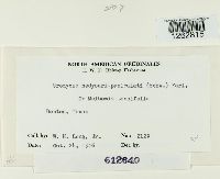 Uromyces hedysari-paniculati image