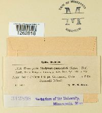 Uromyces hedysari-paniculati image