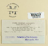 Uromyces hedysari-paniculati image