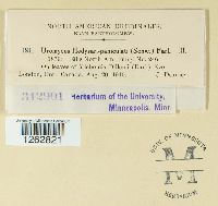 Uromyces hedysari-paniculati image