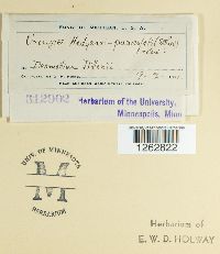 Uromyces hedysari-paniculati image