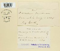 Uromyces hedysari-paniculati image