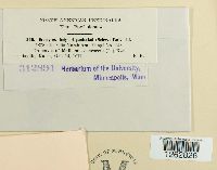 Uromyces hedysari-paniculati image