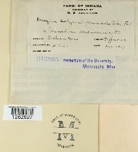 Uromyces hedysari-paniculati image