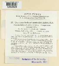 Uromyces hedysari-paniculati image