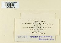 Uromyces hedysari-paniculati image