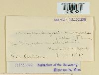 Uromyces hedysari-paniculati image