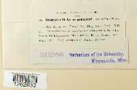 Uromyces hedysari-paniculati image