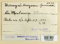 Uromyces hedysari-paniculati image