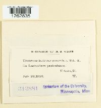 Uromyces hedysari-paniculati image