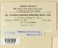 Uromyces hedysari-paniculati image