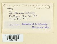 Uromyces hedysari-paniculati image