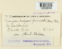 Uromyces hedysari-paniculati image